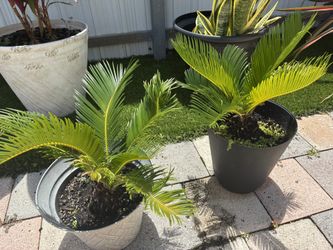 Plants For Sale