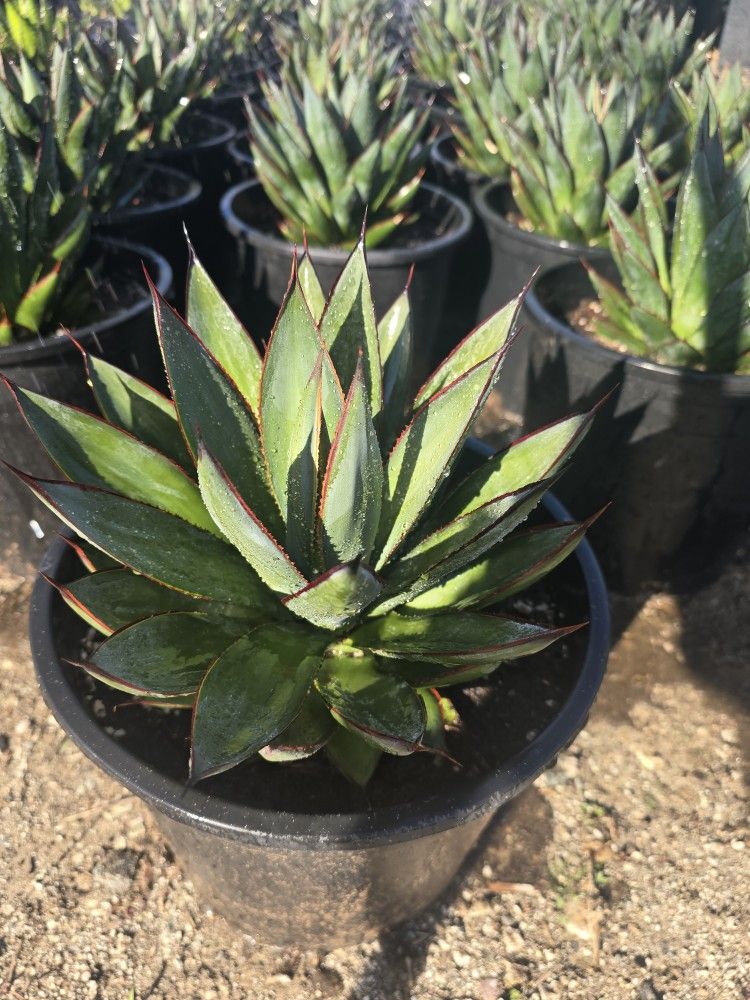 Blue Glow AGAVE