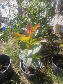 Guava Plant