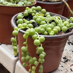 Succulents Plants 4”pot