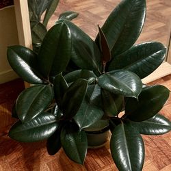 ♥️SUPER HEALTHY♥️Burgundy Rubber Tree🙏$30 EACH,PLS Read Description