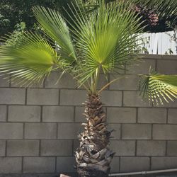 2 MEXICAN PALMS