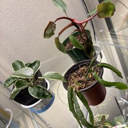Three Plants $10