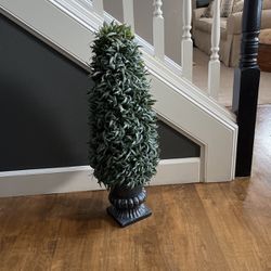 Decorative Cone Shaped Topiary Type Tree