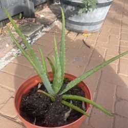Aloe Vera Plant