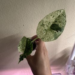 Alocasia Dragon Scale Mint