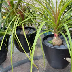 Pony Tail Palm $28 each Ceramic Pot 