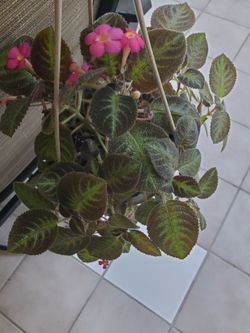 Flame Violet plant