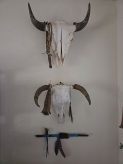 Authentic Southwestern steer skull decor