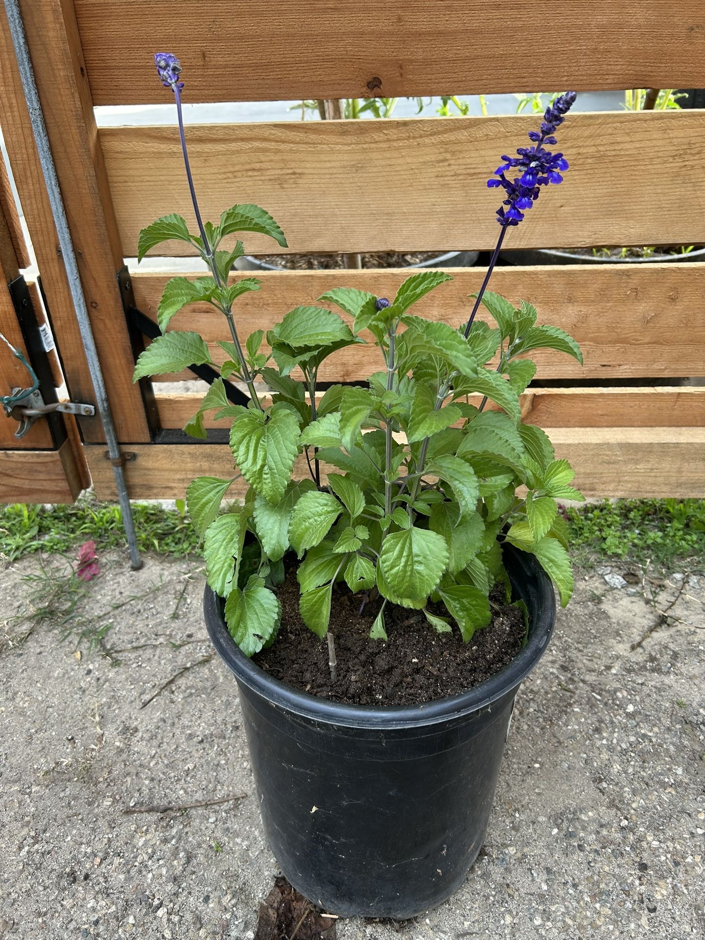 Mystic Spires Blue Salvia Plant 🪴 