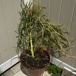 Pencil Cactus 