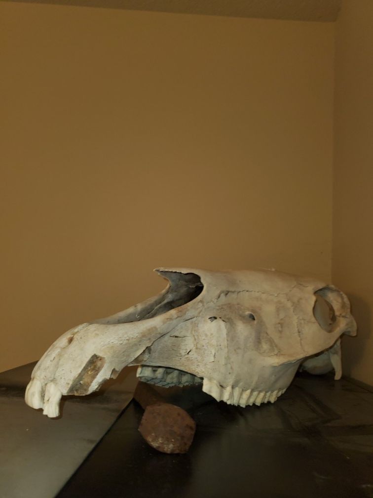 Horse skull (clean)