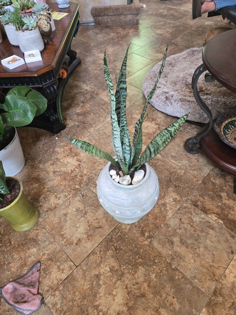 Three Ft Sansevieria Snake Plant In Ceramic Pot With Shells