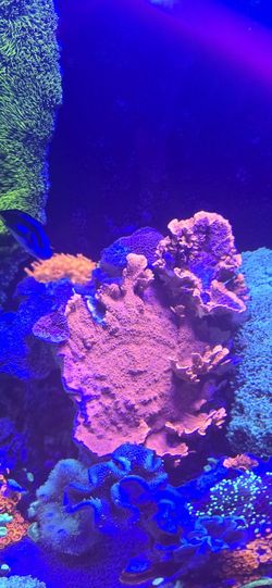 Ornamental Corals For Sale In Lake Worth Beach F.L..