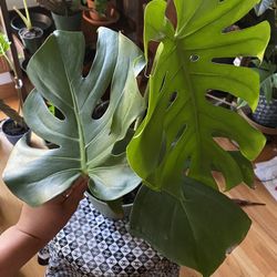 Live Monstera Deliciosa 3 Big Leaves