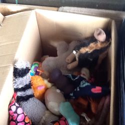 Tons of random used but still in good condition pet toys Plus..