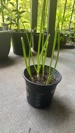 Green onions