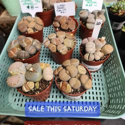 SALE THIS WEEK AND SATURDAY 1PM TIL 5PM IN SAN LORENZO..BIG SALE