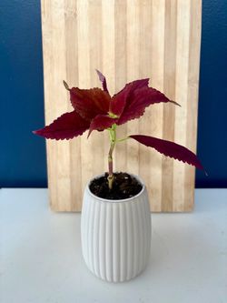 Red Coleus Plant in White Ribbed Pot