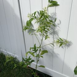 Night Blooming Jasmine Plant 