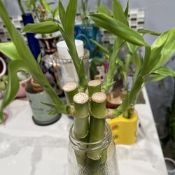 Lucky Bamboo- 4 Sticks Plant Includes Bottle Water Base