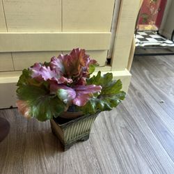 Cabbage Flower In 5” Pot Artificial