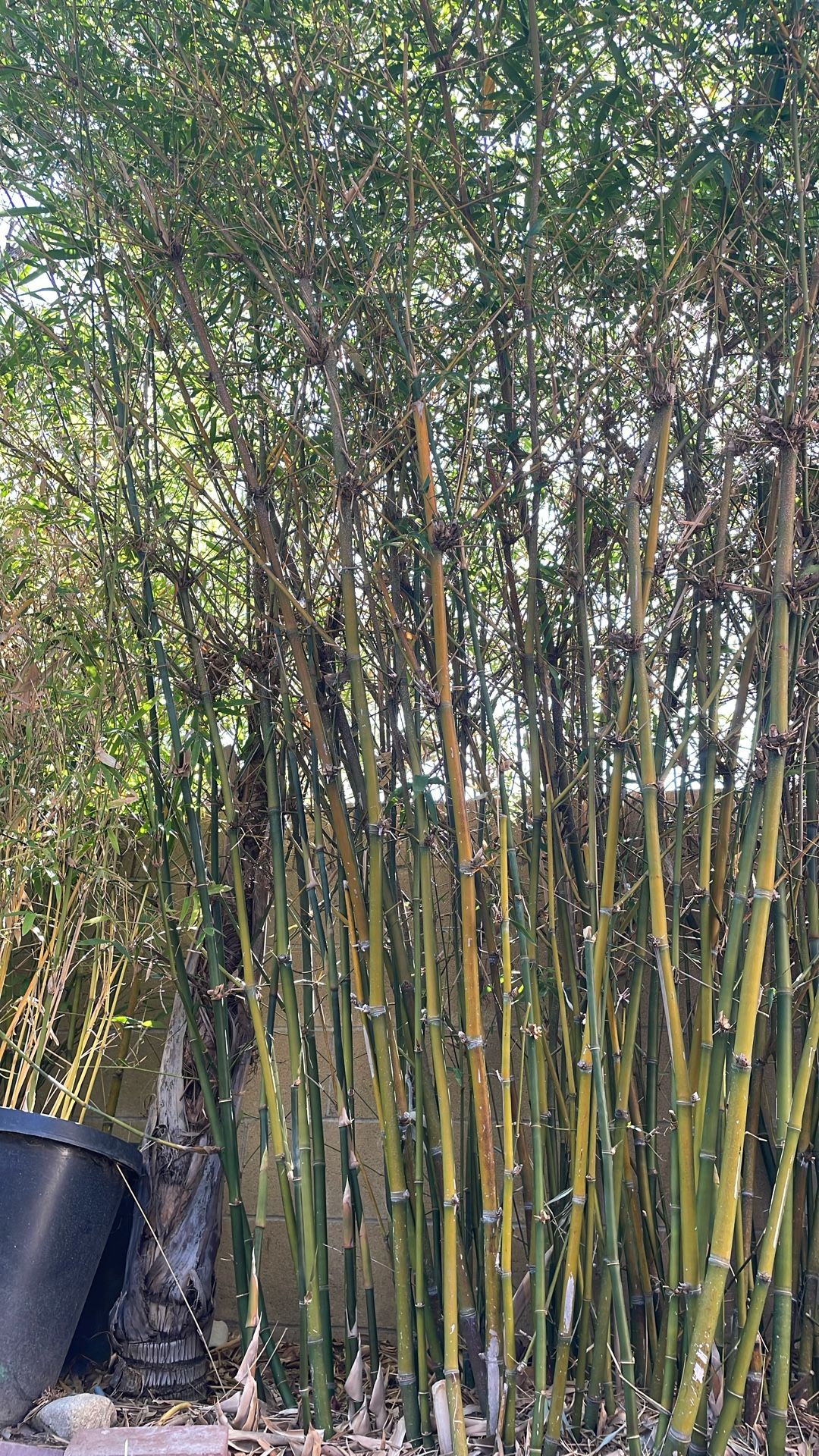 Bamboo NON-INVASIVE Clumping Starter Plant