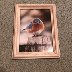 Mad Bluebird Framed Print
