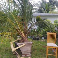 12 Foot Yellow Coconut Tree