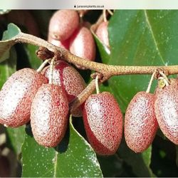 Rooted Silverberry  Plants