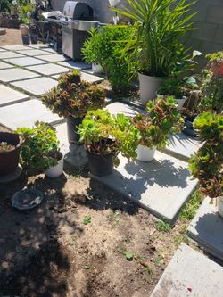 Plantas Aeonium Grandes