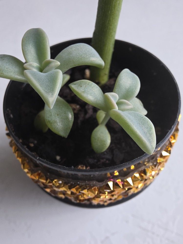 Starter Succulents