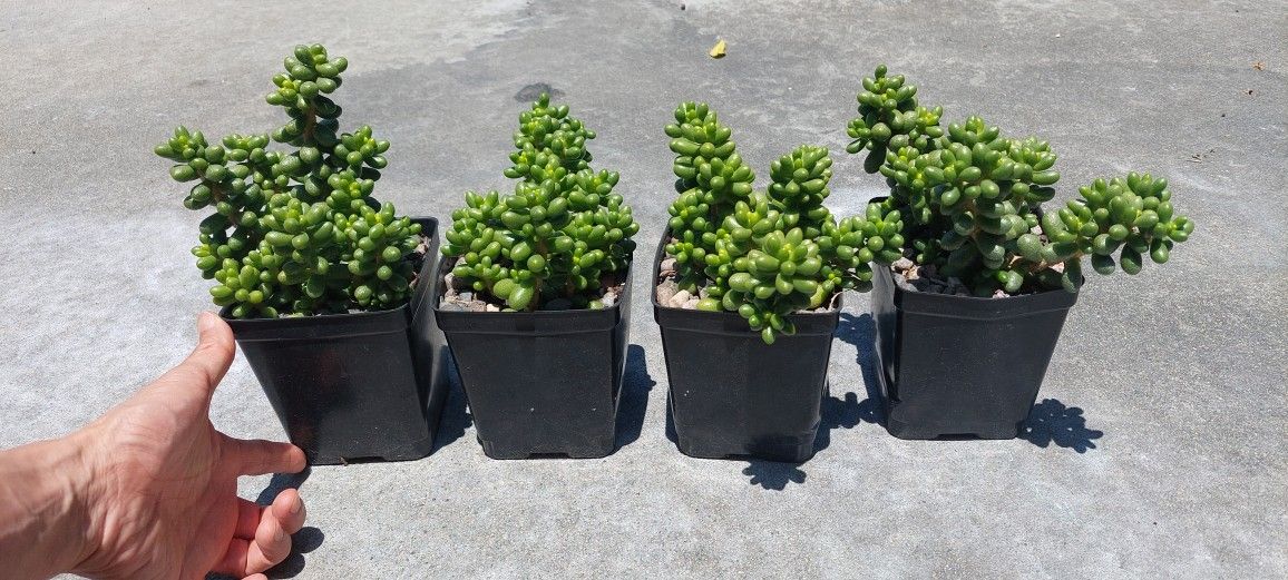 succulent plants