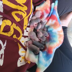 Babie Rats! 