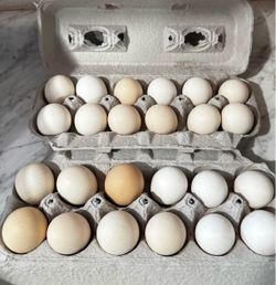 Fresh organic eggs