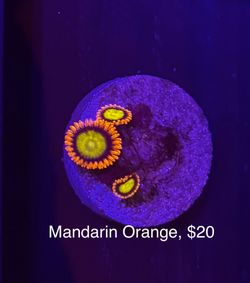 Fake Aquarium Decoration