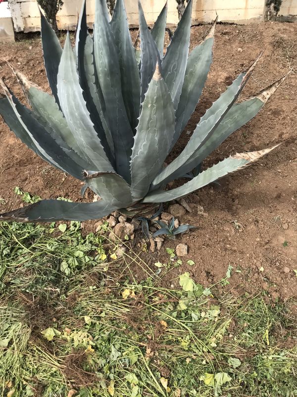 Baby Agave plants FREE for Sale in Los Angeles, CA OfferUp