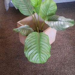 Fake Plant With Stand