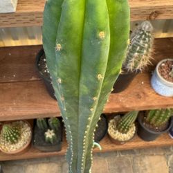 🌵 44” Tall San Pedro In A Blue Ceramic Pot! 🌵 