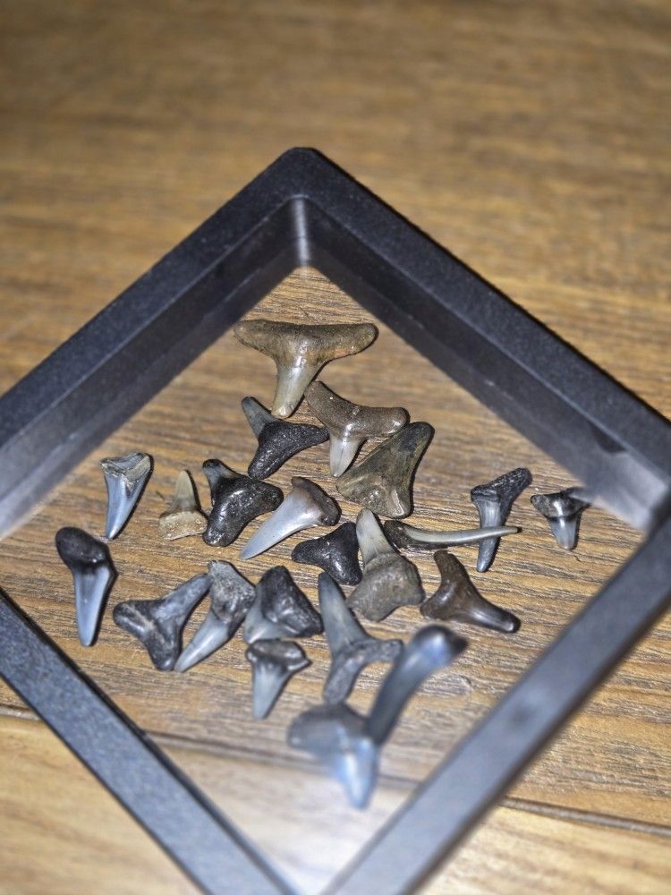 Small Black Shark Teeth In Showcase 