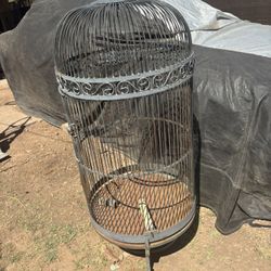 Bird Cage 