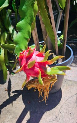Dragon Fruit Plant Cuttings (1-2' ft.) 🌵🍓