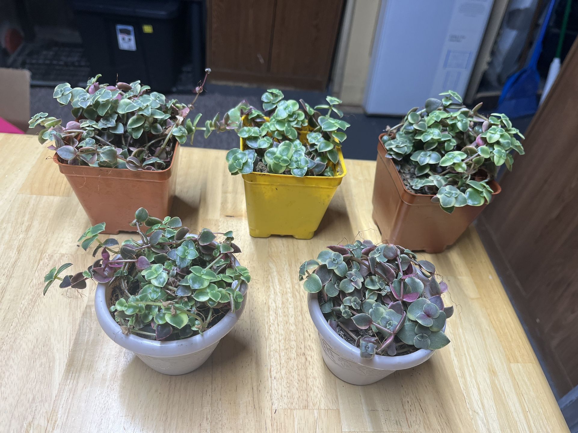Calico Kitten succulents