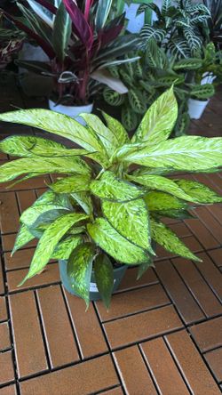 Dieffenbachia Star Bright 6” pot tropical plant