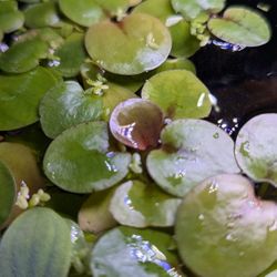 Aquarium Plants $5 
