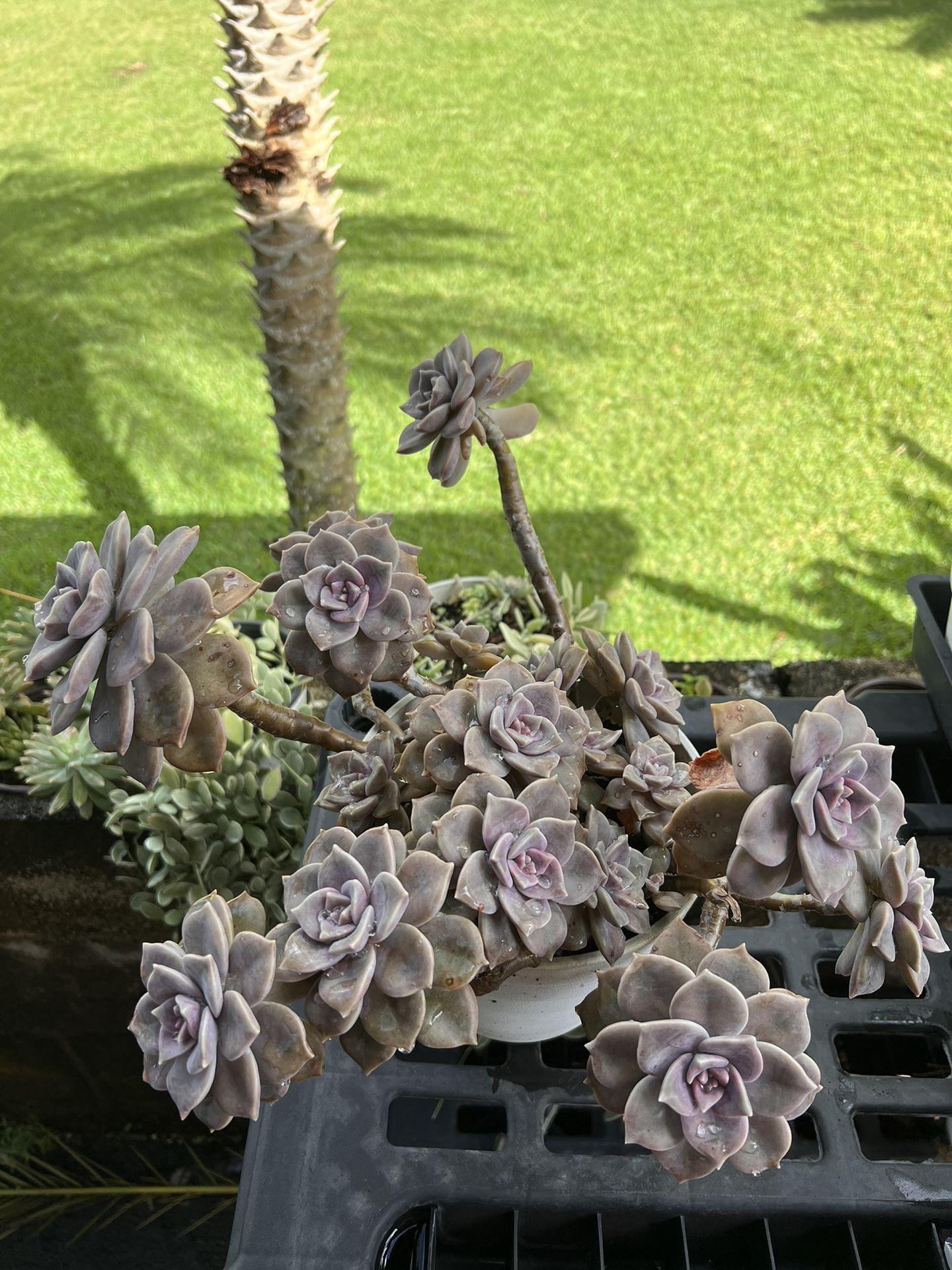 Matrured and fully rooted succulents for sale. Prices range from $10 to $200.