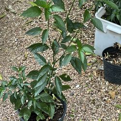 Chiles bolita picoso