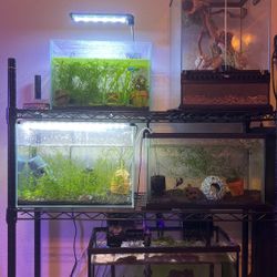 Fish Tank Supplies 