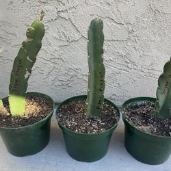 Rooted Dragon Fruit Plants