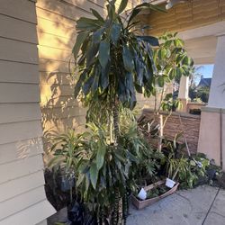 Tall Plant 